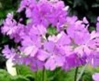 #htmlcaption1 桜草の冬日誌