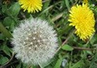 #htmlcaption3 たんぽぽ坊やのパラシュート旅行